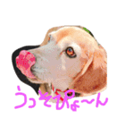 喜怒哀楽が激しい犬様との日常part2（個別スタンプ：37）