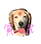 喜怒哀楽が激しい犬様との日常part2（個別スタンプ：39）