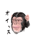 カワイイおさるスタンプ（個別スタンプ：1）