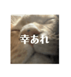 僕の名前は高橋レオです（個別スタンプ：6）