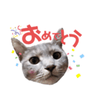 ジミサブ1（個別スタンプ：5）