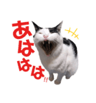 ジミサブ1（個別スタンプ：16）