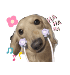 うちの犬ちゃんたち‼️（個別スタンプ：1）