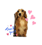 うちの犬ちゃんたち‼️（個別スタンプ：2）
