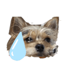 うちの犬ちゃんたち‼️（個別スタンプ：5）