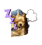 うちの犬ちゃんたち‼️（個別スタンプ：8）
