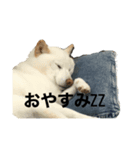 マルたまスタンプ（個別スタンプ：2）