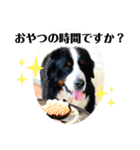 バーニーズマウンテンドッグ/sayuan（個別スタンプ：6）