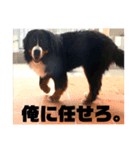バーニーズマウンテンドッグ/sayuan（個別スタンプ：8）