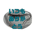 日本とかげのCキャン（個別スタンプ：11）