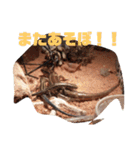 日本とかげのCキャン（個別スタンプ：13）