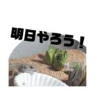 日本とかげのCキャン（個別スタンプ：25）