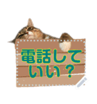 きらくなねこちゃんメッセージスタンプ（個別スタンプ：16）