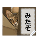 きらくなねこちゃんメッセージスタンプ（個別スタンプ：23）