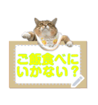 きらくなねこちゃんメッセージスタンプ（個別スタンプ：24）