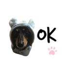 ヒナ(犬)（個別スタンプ：2）