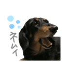 ヒナ(犬)（個別スタンプ：4）