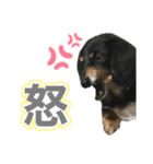 ヒナ(犬)（個別スタンプ：5）