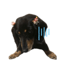 ヒナ(犬)（個別スタンプ：7）