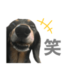 ヒナ(犬)（個別スタンプ：8）