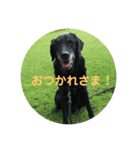 黒ラブガス＆ソラのスタンプ（個別スタンプ：1）