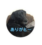 黒ラブガス＆ソラのスタンプ（個別スタンプ：3）