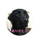 黒ラブガス＆ソラのスタンプ（個別スタンプ：4）