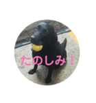 黒ラブガス＆ソラのスタンプ（個別スタンプ：7）