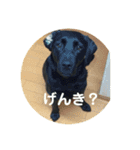 黒ラブガス＆ソラのスタンプ（個別スタンプ：8）