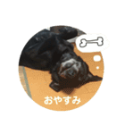 黒ラブガス＆ソラのスタンプ（個別スタンプ：12）