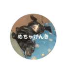 黒ラブガス＆ソラのスタンプ（個別スタンプ：15）