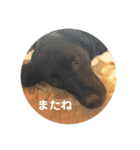 黒ラブガス＆ソラのスタンプ（個別スタンプ：16）