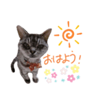 cocoa2020（個別スタンプ：1）