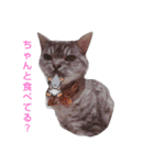 cocoa2020（個別スタンプ：3）