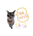 cocoa2020（個別スタンプ：7）