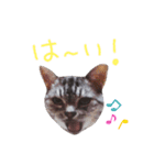 cocoa2020（個別スタンプ：12）