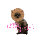 cocoa2020（個別スタンプ：13）