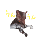 cocoa2020（個別スタンプ：15）