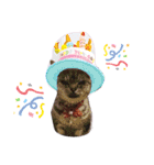 cocoa2020（個別スタンプ：17）