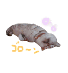 cocoa2020（個別スタンプ：19）