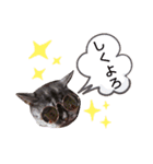 cocoa2020（個別スタンプ：22）