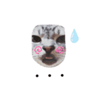 cocoa2020（個別スタンプ：31）