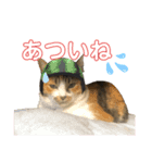 もかうめきのこ（個別スタンプ：1）