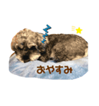 ジャッキースタンプ★（個別スタンプ：4）