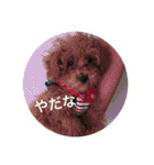 かわいいぽむくん（個別スタンプ：18）