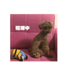 かわいいぽむくん（個別スタンプ：25）