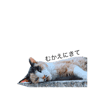 たなかの猫（個別スタンプ：6）