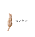 たなかの猫（個別スタンプ：8）