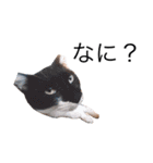 たなかの猫（個別スタンプ：9）