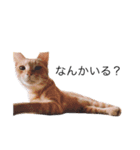 たなかの猫（個別スタンプ：10）